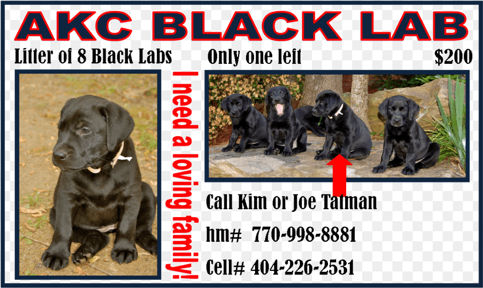 Akc Black Lab Puppy, Animal, Canine, Dog, Labrador Retriever Free Png Download