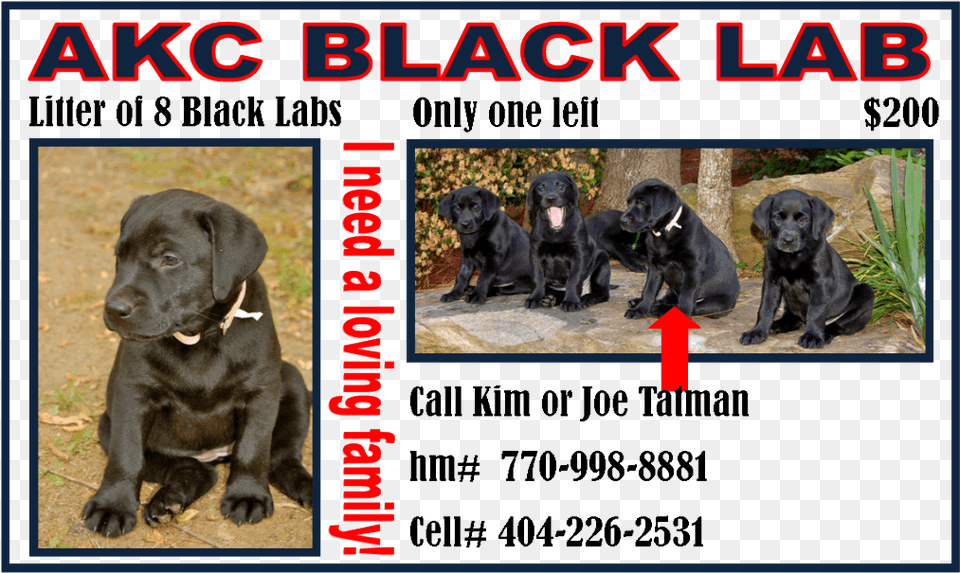 Akc Black Lab Puppy Caja China, Animal, Canine, Dog, Labrador Retriever Png
