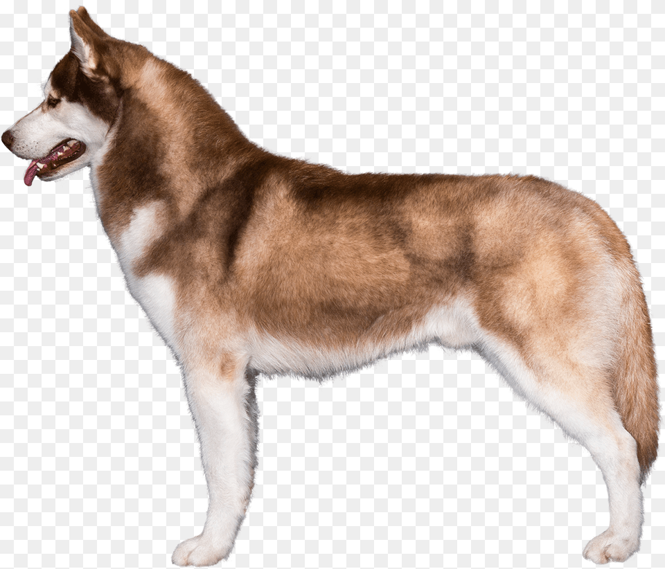 Akc Siberian Husky, Animal, Canine, Dog, Mammal Free Png