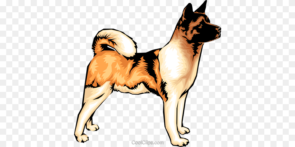 Akita Dog Royalty Vector Clip Art Illustration Symptom Of Dog Bite, Animal, Pet, Canine, Mammal Png