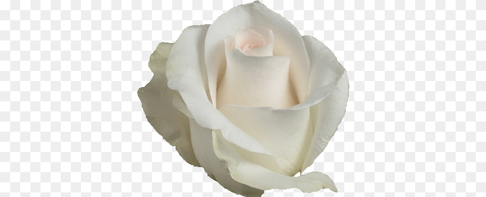Akito White Rose, Flower, Petal, Plant Free Png