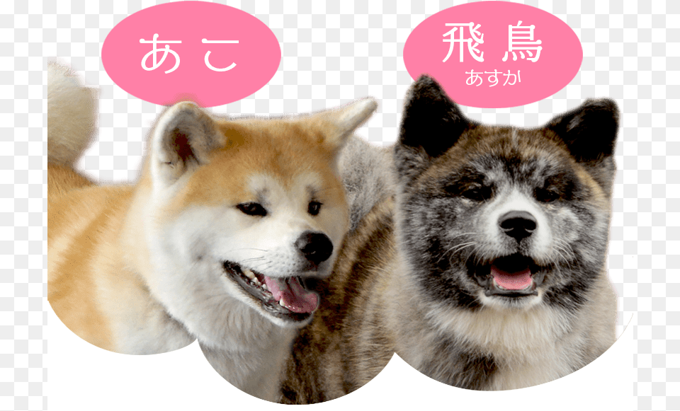 Ako Ampamp Asuka Transparent Akita Dog, Animal, Canine, Husky, Mammal Png