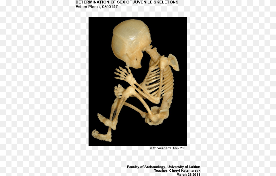 Aku Logika Yang Paling Berkarat, Animal, Insect, Invertebrate, Skeleton Png