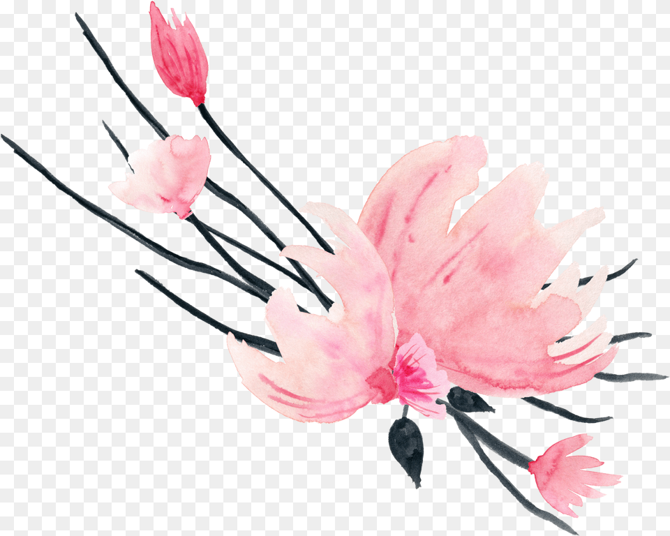 Akvarel Akvarelniecveti Waterflower Watercolor, Flower, Petal, Plant, Anther Free Transparent Png