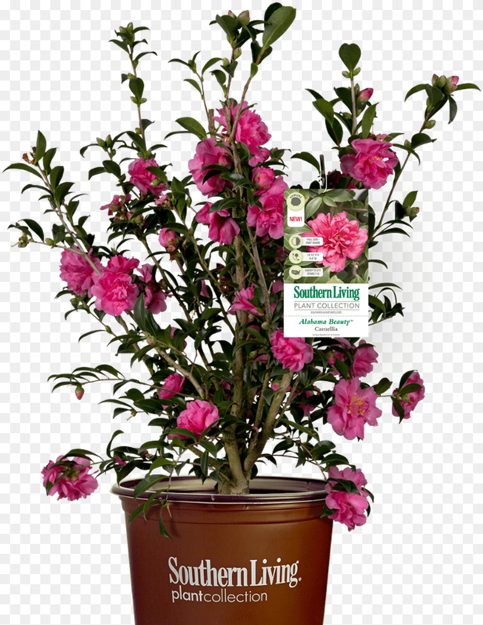 Alabama Beauty Camellia Southern Living, Flower, Flower Arrangement, Geranium, Plant Png