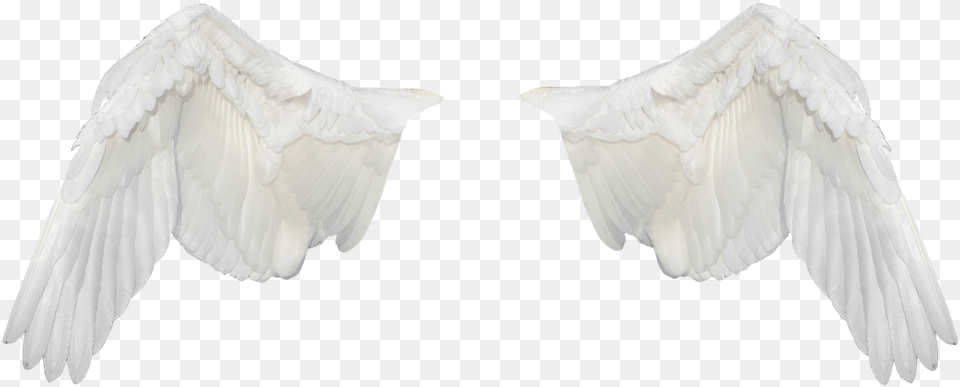 Alas Blancas, Animal, Bird, Flying, Pigeon Free Png