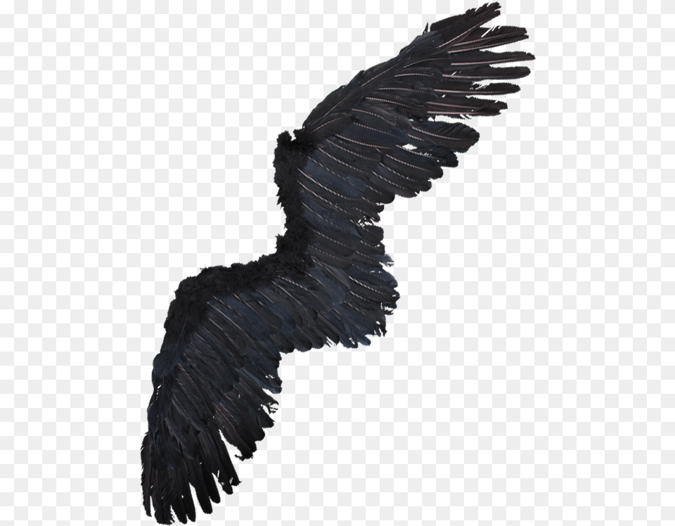 Alas De Aguila Alas De Aguila, Animal, Bird, Vulture, Blackbird Png Image