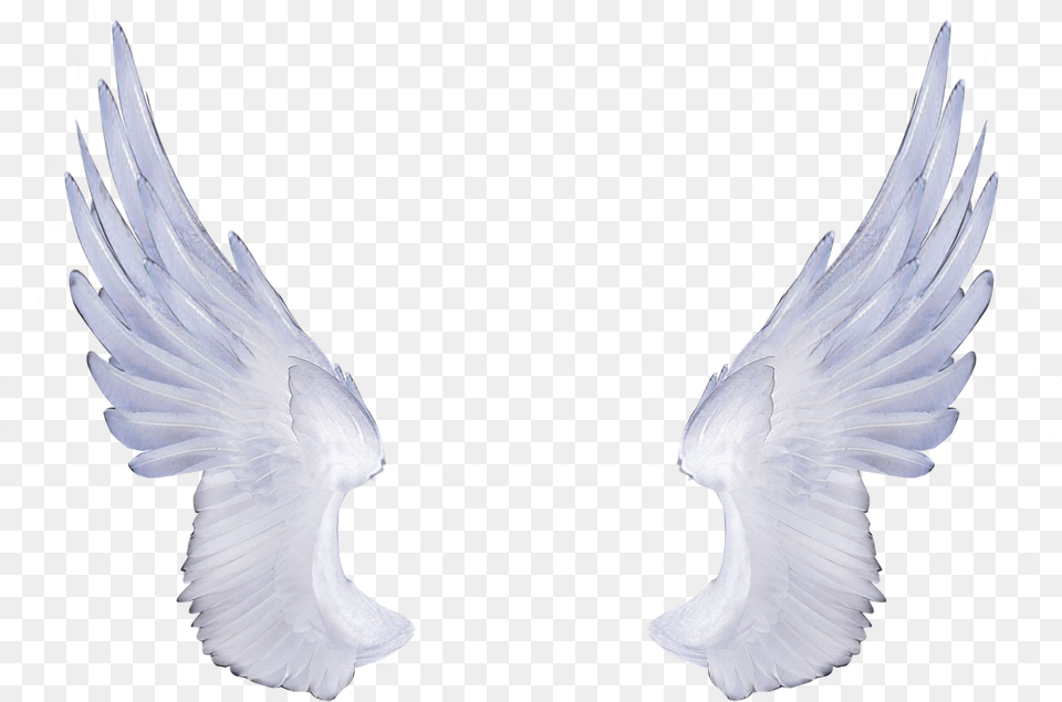 Alas De Angel Fondo Transparente, Animal, Bird, Pigeon Free Png