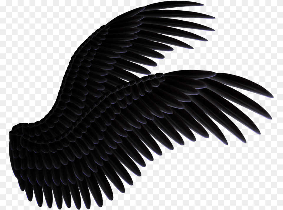 Alas Negras, Animal, Bird, Vulture, Eagle Free Transparent Png