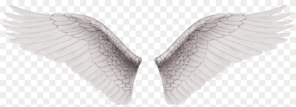 Alas Vector Wings For Editing, Animal, Bird, Flying, Angel Free Png Download