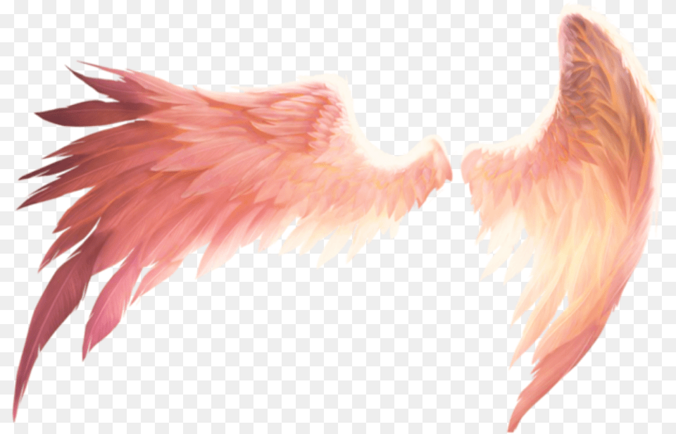 Alas Wings Wing Ala Alado Winged Fantasy Fantasa Transparent Angel Wings, Animal, Bird, Flamingo Png