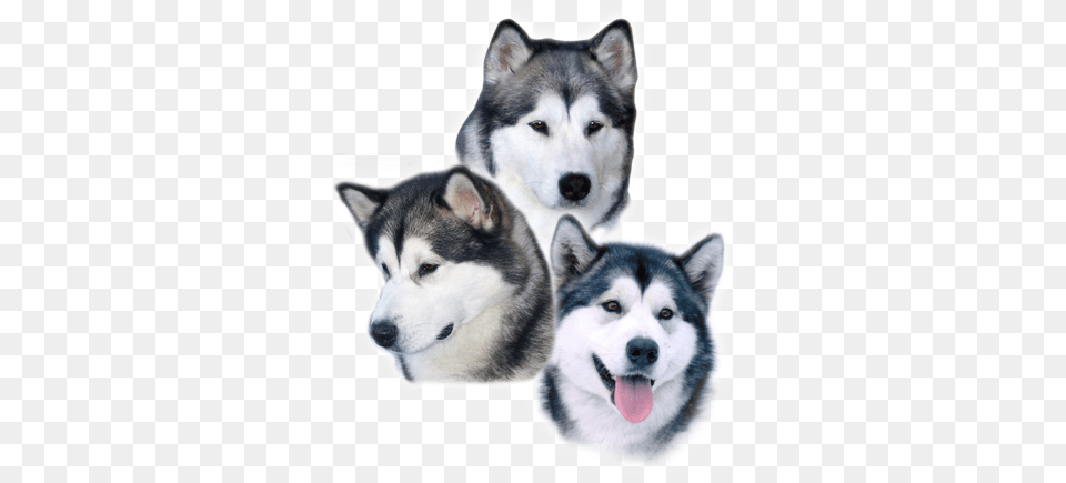 Alaska, Animal, Canine, Dog, Husky Png Image