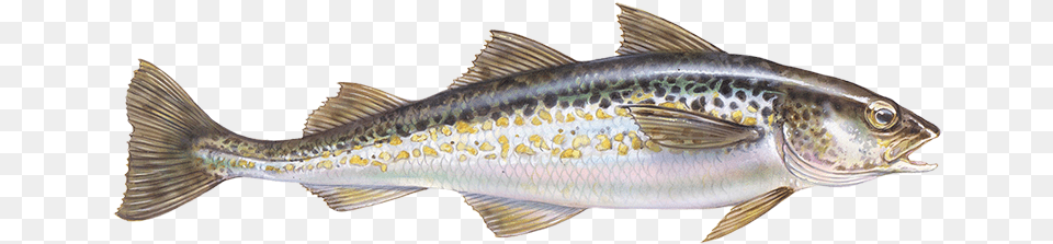 Alaska Pollock, Animal, Fish, Sea Life, Cod Free Transparent Png