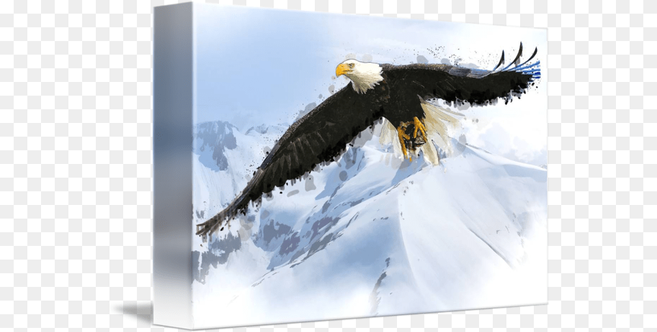 Alaska Soaring Eagle Watercolor By Elaine Plesser Bald Eagle, Animal, Bird, Bald Eagle, Beak Png