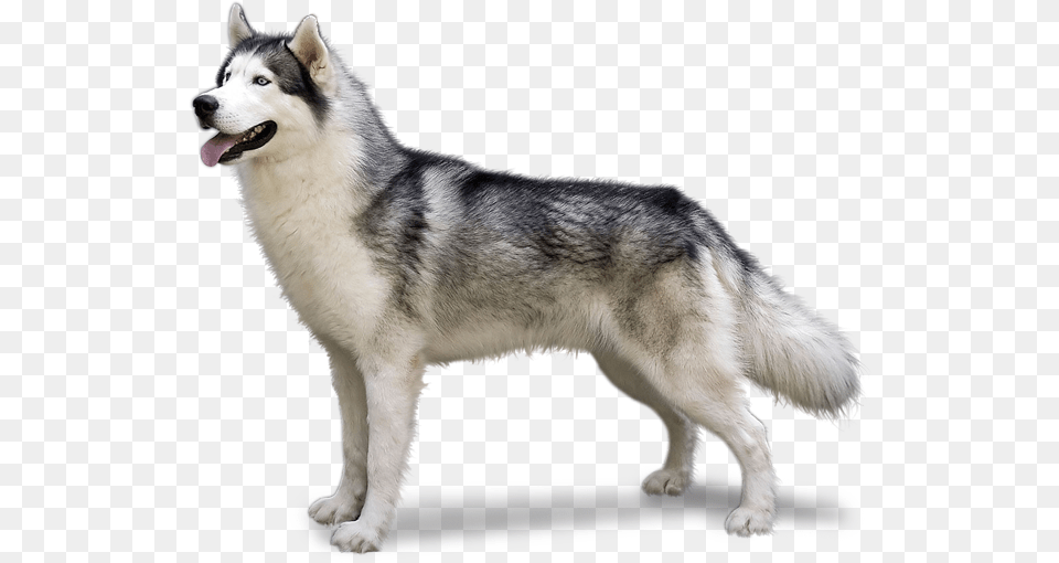 Alaskan Malamute Husky, Animal, Canine, Dog, Mammal Free Png Download