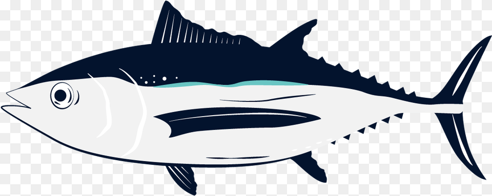 Albacore Fish, Animal, Bonito, Sea Life, Tuna Free Transparent Png