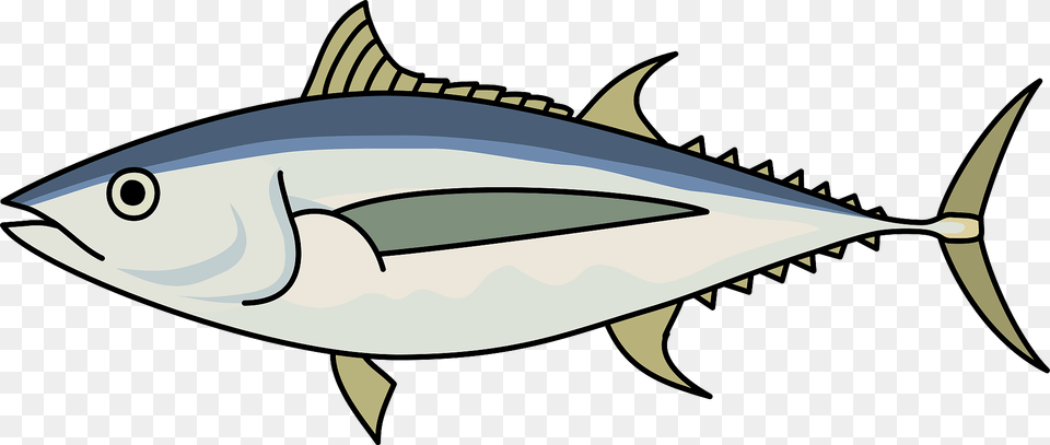 Albacore Fish Clipart, Animal, Bonito, Sea Life, Tuna Png Image
