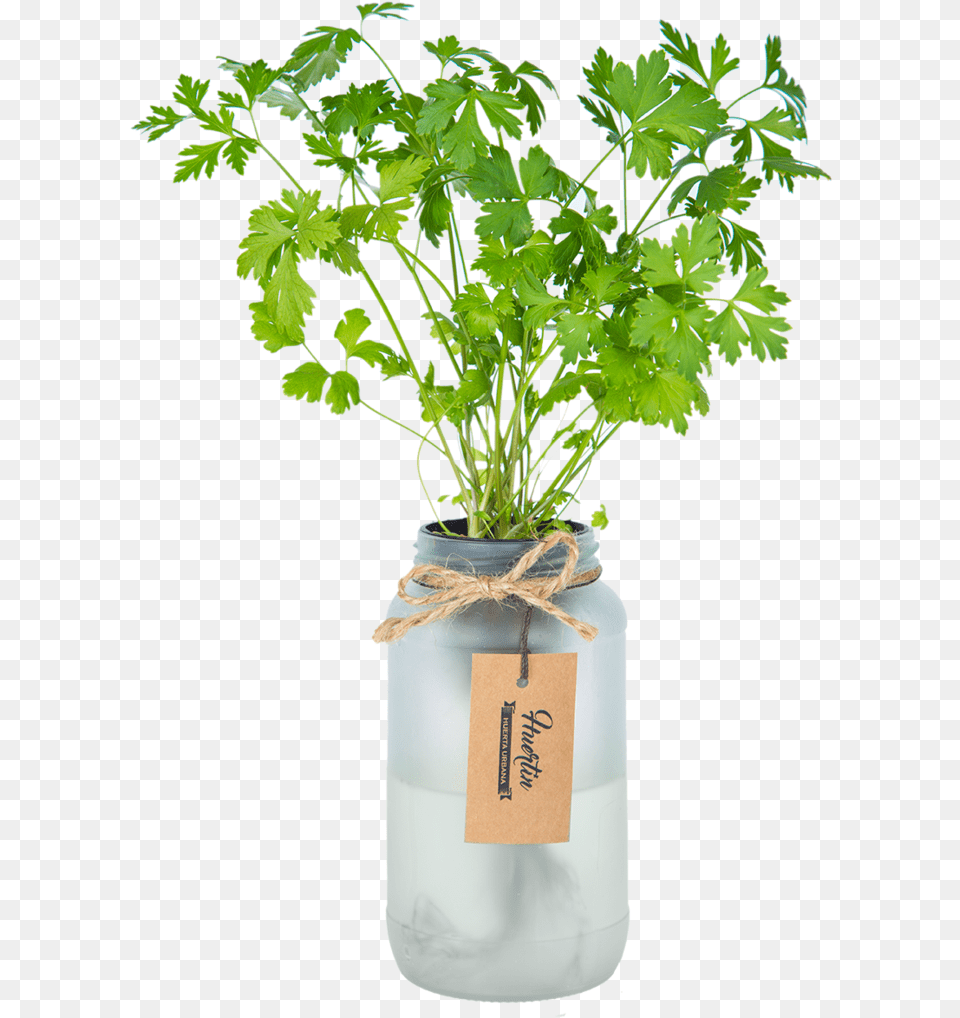 Albahaca Con Hidroponia, Herbs, Jar, Plant, Parsley Free Transparent Png