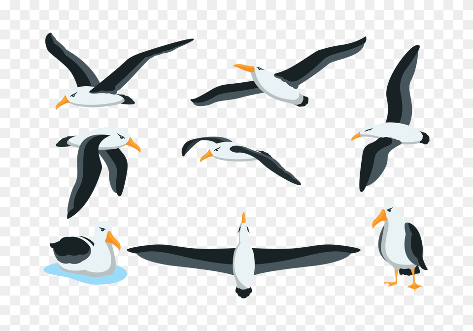 Albatros Free Vector Art, Animal, Beak, Bird, Flying Png