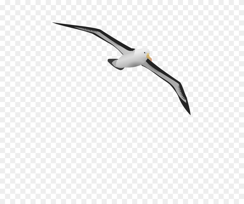 Albatrosr, Animal, Albatross, Bird, Seagull Free Transparent Png