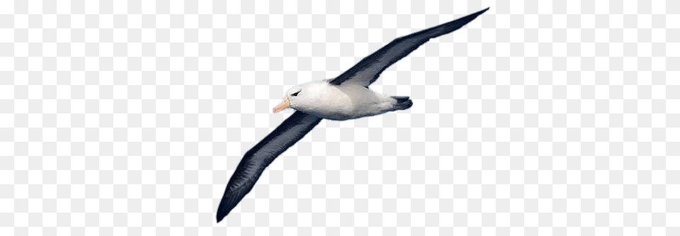 Albatross, Animal, Bird, Fish, Sea Life Free Png