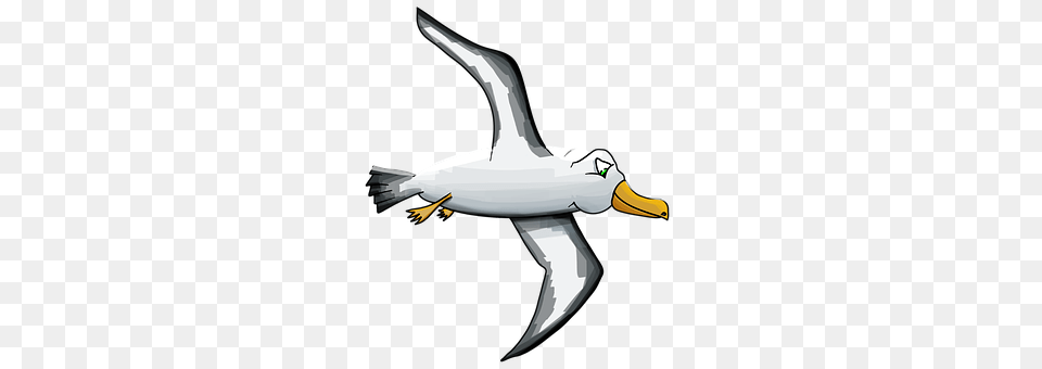 Albatross Animal, Beak, Bird, Seagull Free Png