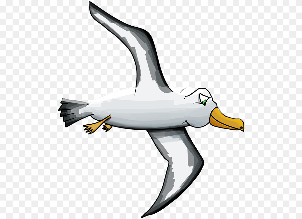 Albatross Bird Seagull Cartoon Albatross, Animal, Beak, Adult, Female Free Png