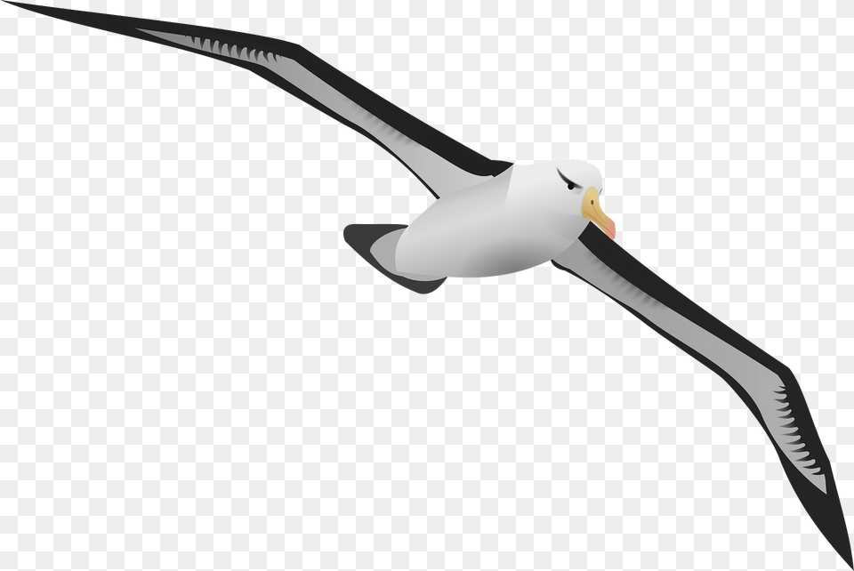 Albatross Clipart, Animal, Bird, Blade, Dagger Free Png Download