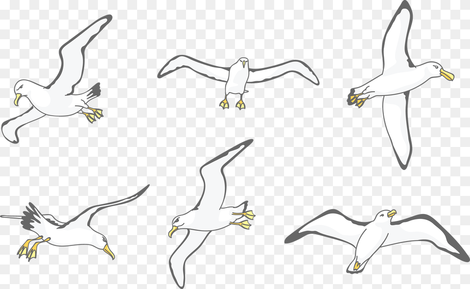 Albatross Drawing Wing Flock, Flying, Animal, Bird, Waterfowl Free Png Download