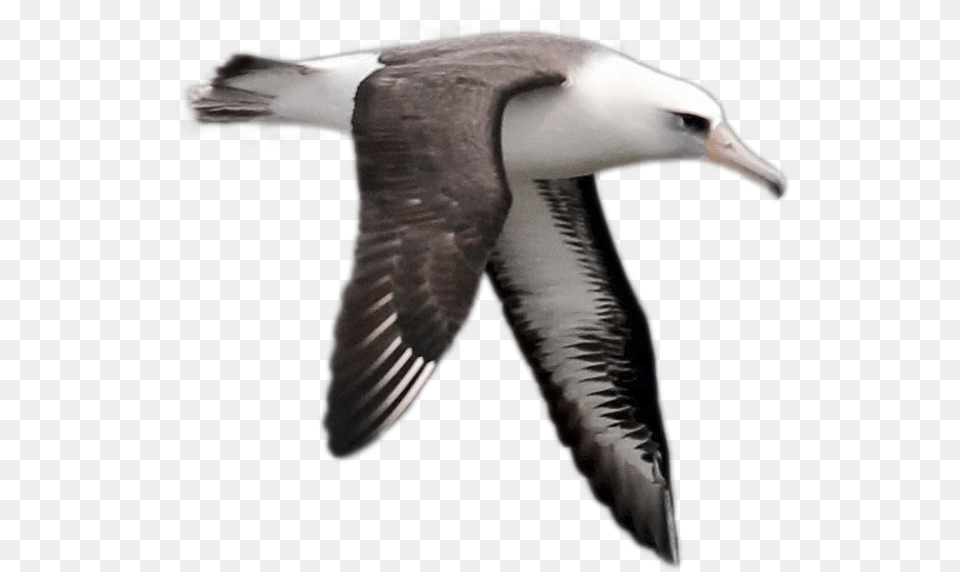 Albatross Image Loon, Animal, Bird Free Transparent Png