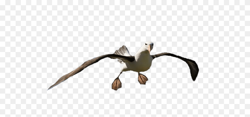 Albatross Open Feet, Animal, Beak, Bird, Flying Png Image