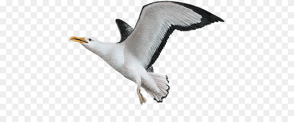 Albatross Painting, Animal, Beak, Bird, Flying Png Image
