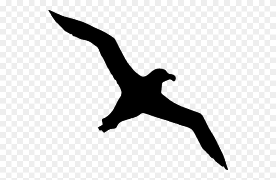 Albatross Silhouette, Animal, Bird, Seagull, Waterfowl Free Transparent Png