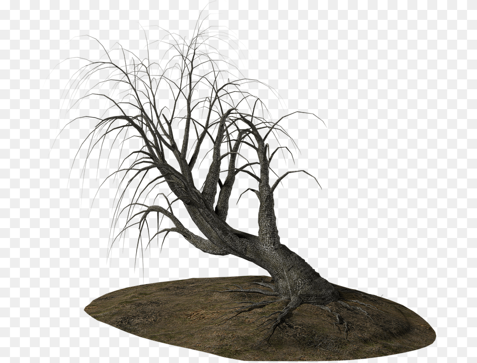 Alberi Morti, Plant, Tree, Wood, Tree Trunk Png Image