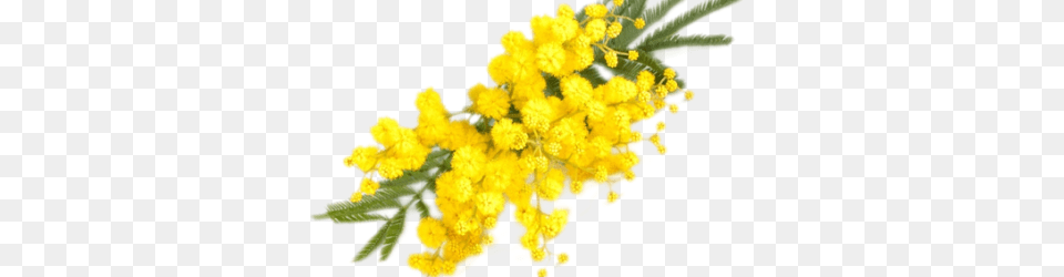 Albero Mimosa Image, Flower, Plant, Leaf Free Png Download