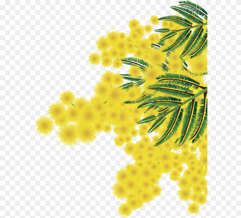 Albero Mimosa Mimosa, Flower, Plant, Leaf Free Png