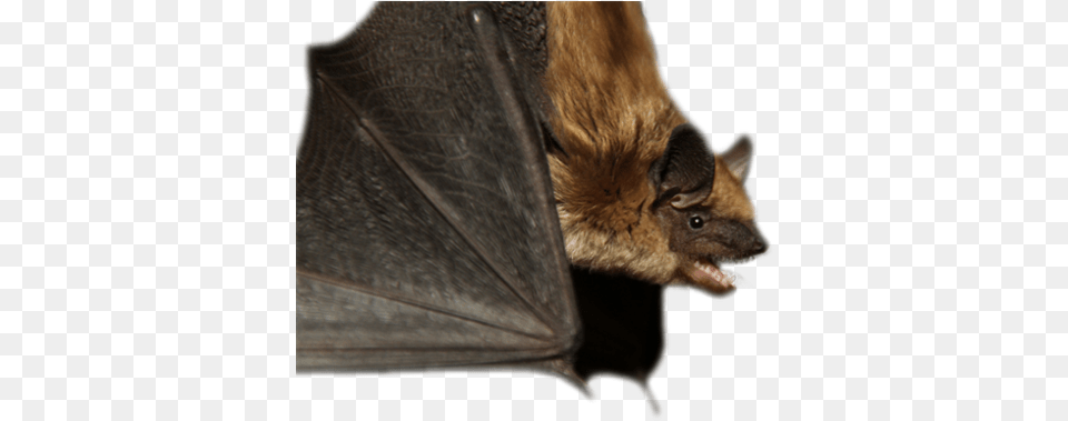 Alberta Community Bat Program Big Brown Bat, Animal, Mammal, Wildlife, Bear Png