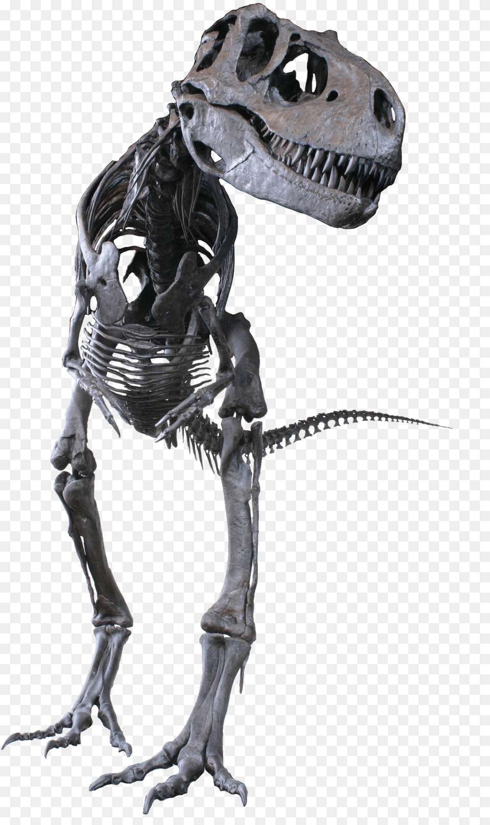 Albertosaurus Skull, Animal, Dinosaur, Reptile, T-rex Free Png Download