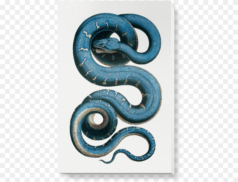 Albertus Seba Snake, Animal, Reptile, King Snake Png Image