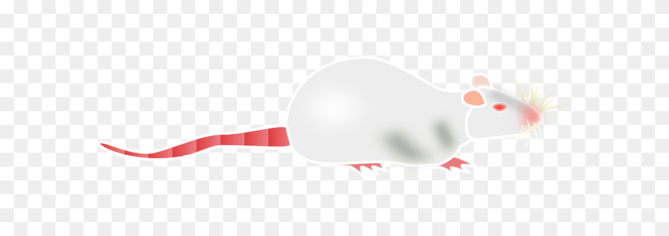 Albino Animal, Rodent, Mammal, Rat Free Png