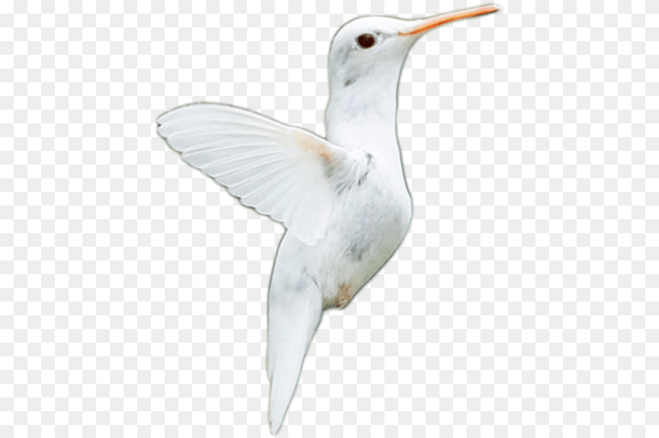 Albino And 7 Seabird, Animal, Bird, Flying, Hummingbird Png Image