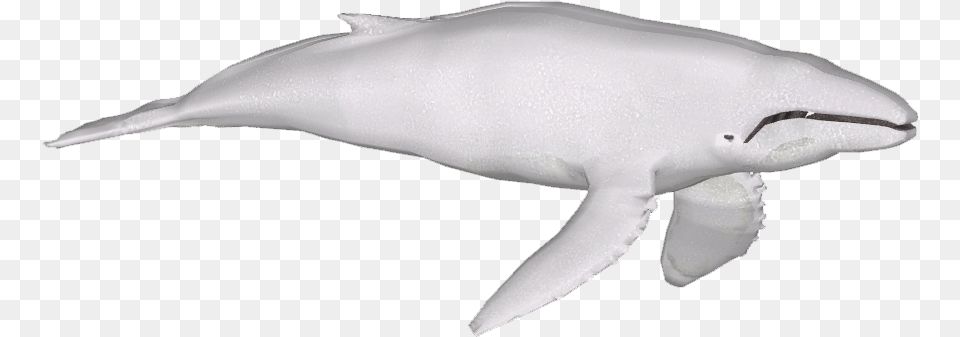 Albino Humpback Whale Common Bottlenose Dolphin, Animal, Sea Life, Fish, Mammal Png Image