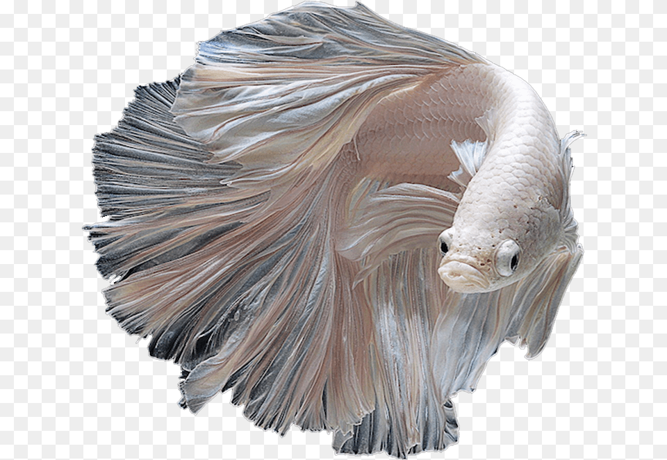 Albino Siamese Fighting Fish Download Siamese Fighter Fish, Animal, Sea Life, Adult, Bride Png Image