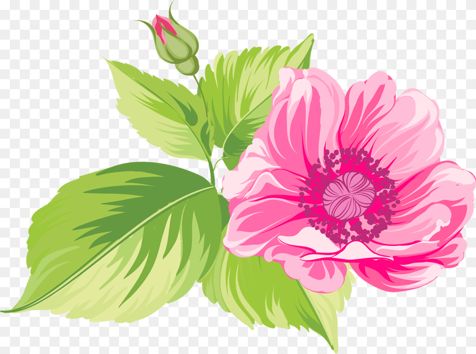 Albom Klipart Klipart Flower, Anemone, Dahlia, Plant, Rose Free Png