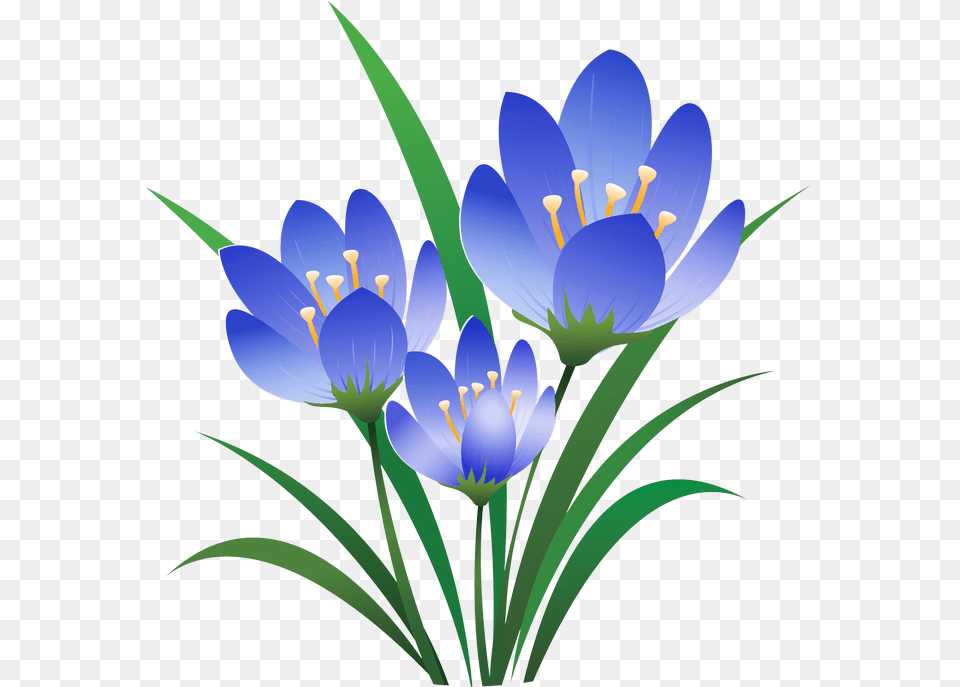 Album And Flower, Plant, Anther, Crocus, Anemone Free Png Download