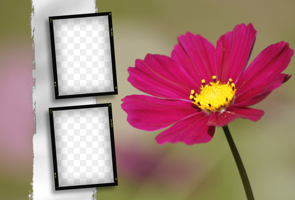 Albums Frames Engagement Frames Love Frames Marriags Adobe Photo Frame, Flower, Pollen, Plant, Petal Png