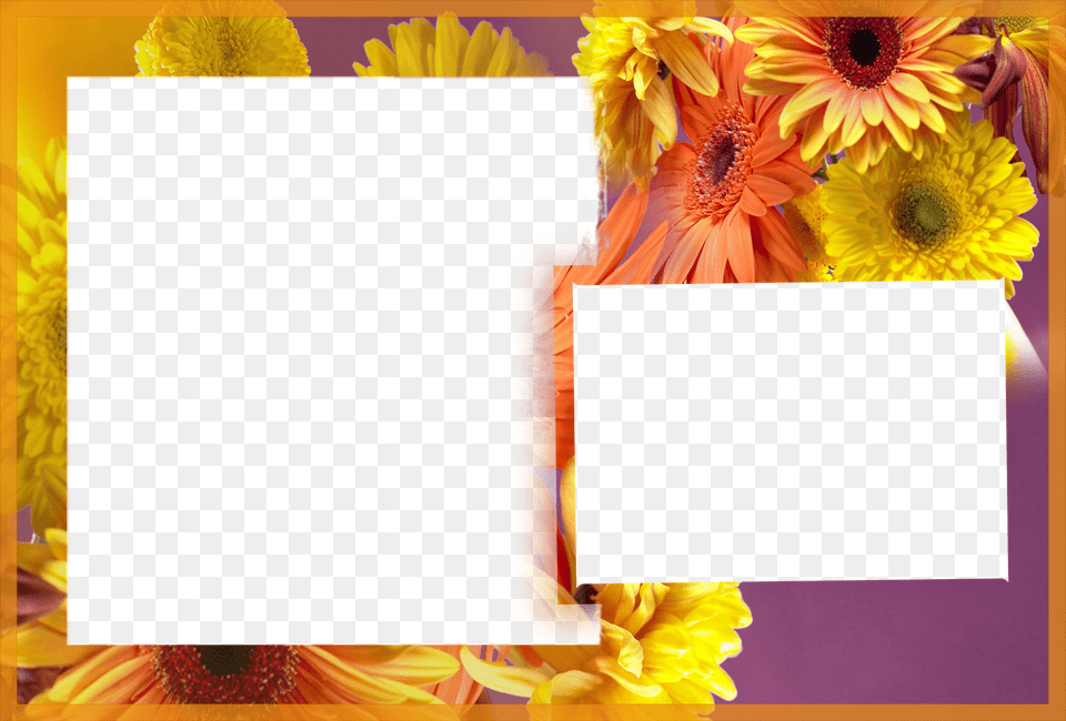 Albums Frames Engagement Frames Love Frames Marriags Birthday Photo Frames With Flowers, Art, Collage, Daisy, Flower Free Png