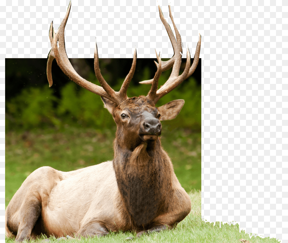 Alce Astas, Animal, Deer, Elk, Mammal Free Png