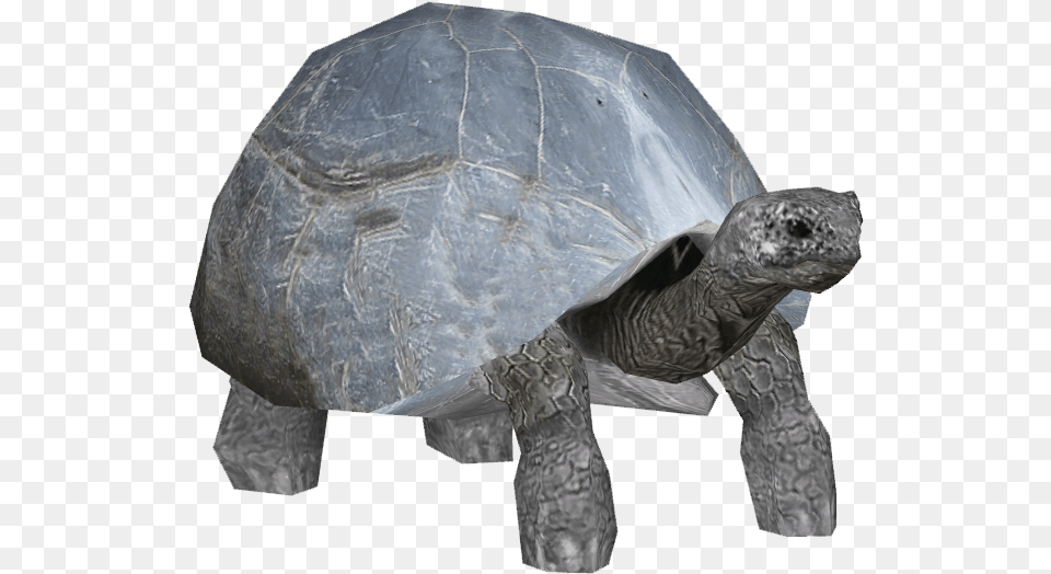 Aldabra Giant Tortoise Aldabra Giant Tortoise, Animal, Reptile, Sea Life, Turtle Free Png