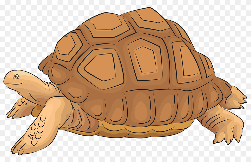 Aldabra Giant Tortoise Clipart, Animal, Reptile, Sea Life, Turtle Free Transparent Png